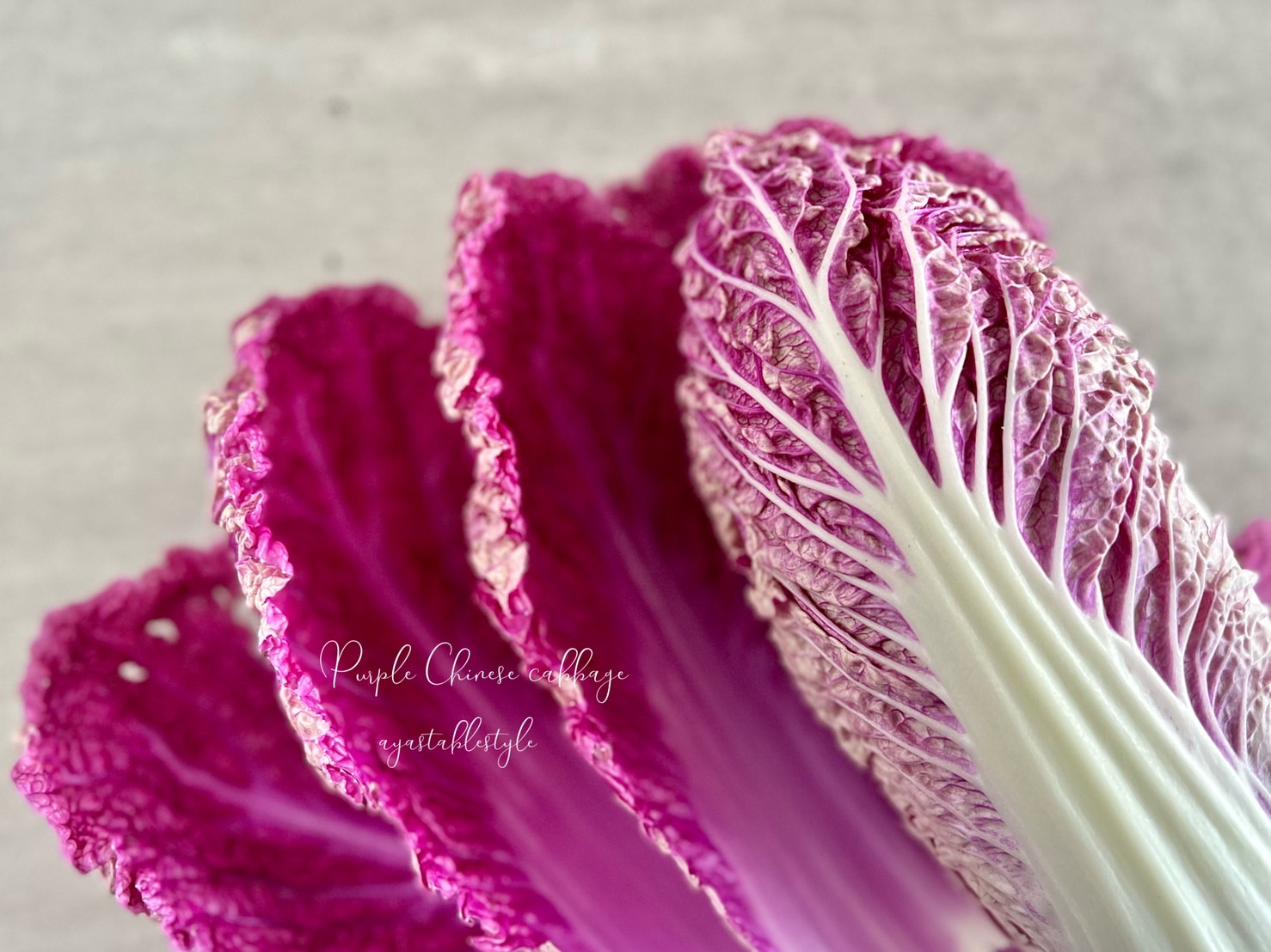 野菜ソムリエ大木綾子の「紫色が美しい白菜」